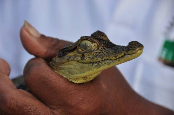 Filhote de jacaré no Hato El Cedral, na região dos llanos venezuelanos, perto da cidade de Mantecal